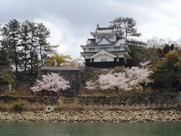吉田城とサクラの写真