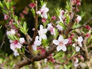 桃の花の写真