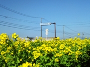 「菜の花」の写真