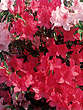 豊橋の花「つつじ」の写真