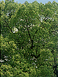 豊橋の木「くすの木」の写真