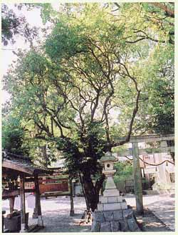 橋良神社のシャシャンボ
