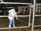 牛舎の掃除をする生徒の写真