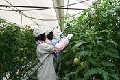 トマトの収穫をする生徒の写真