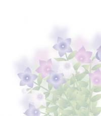 桔梗の花