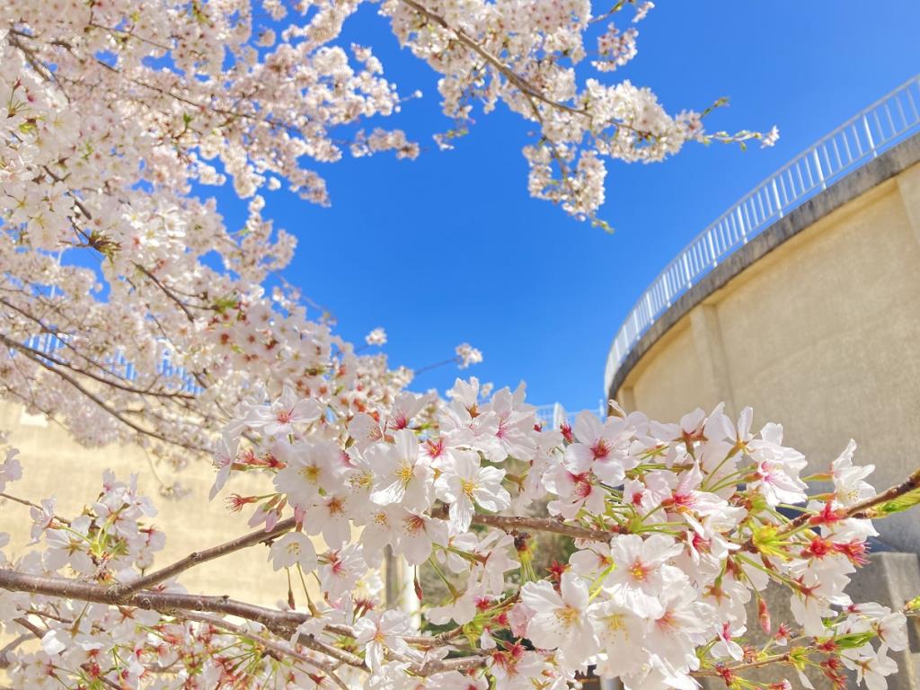多米配水場0329 桜01