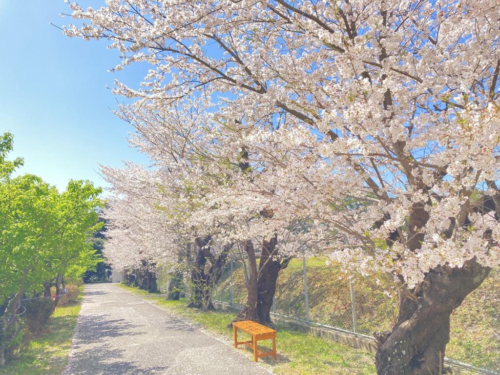 多米配水場0329　桜03