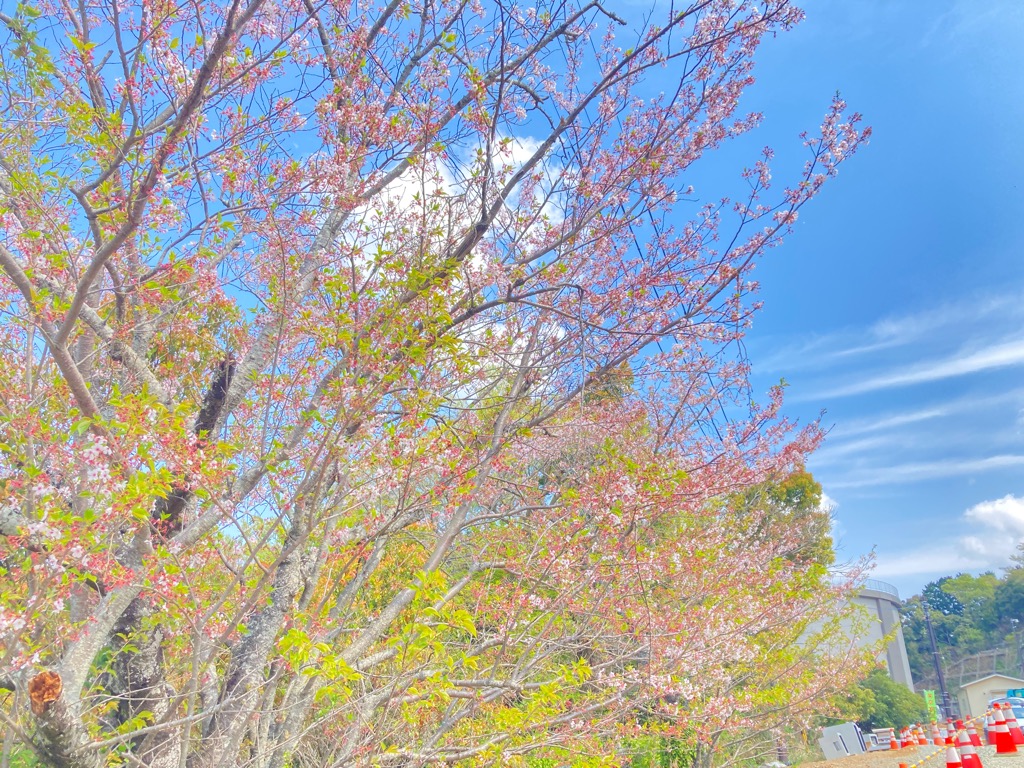 多米配水場の桜（４月４日）