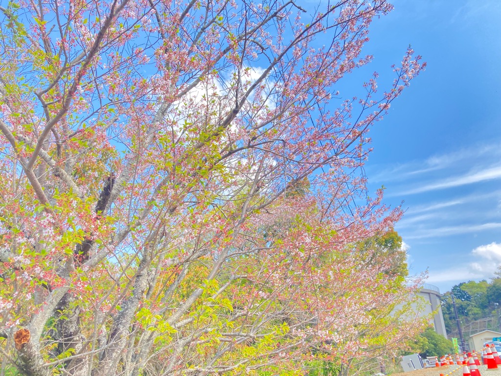 多米配水場の桜(4月4日)