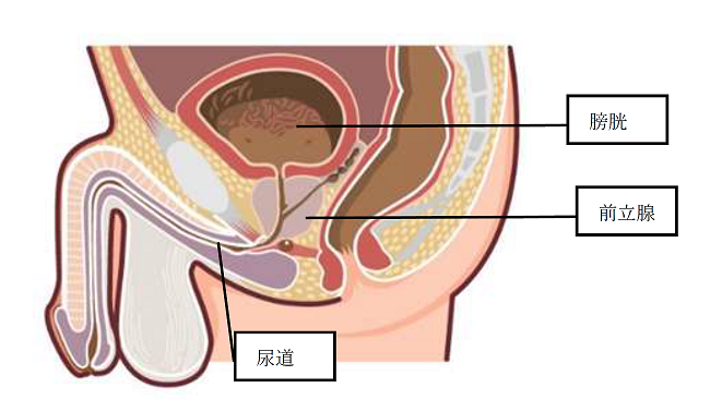 前立腺