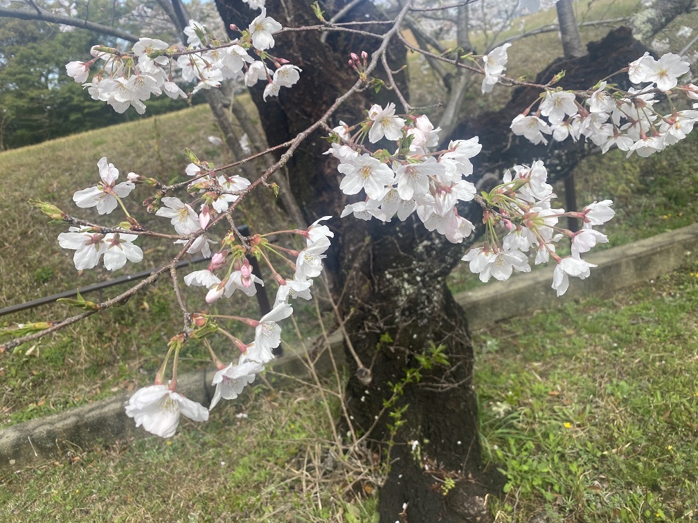 sakura