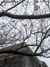 桜3.23小鷹野