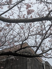 3.26桜1
