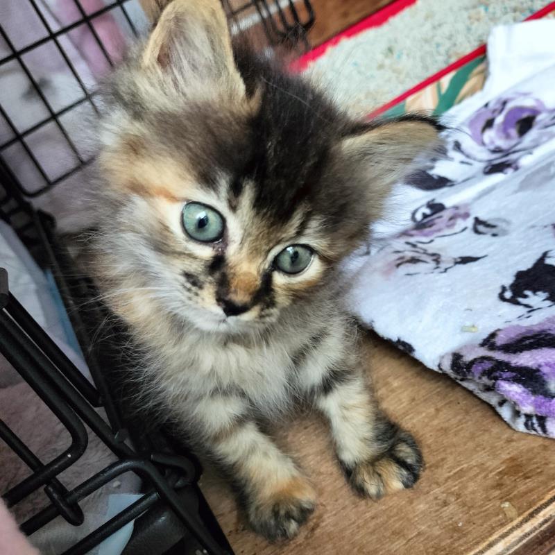 サビ長毛（同腹の2匹）