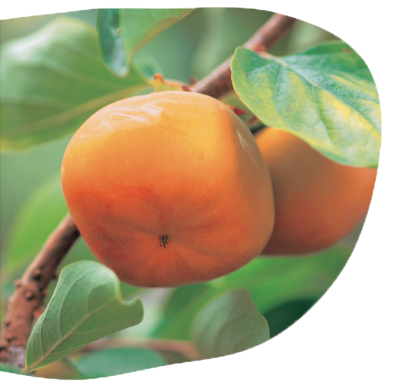 persimmon