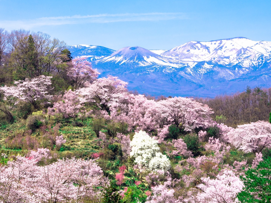 福島市　花見山