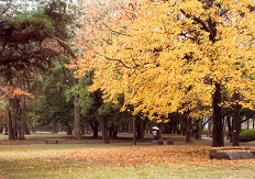 高師緑地の画像で、紅葉（黄色）の木々の写真