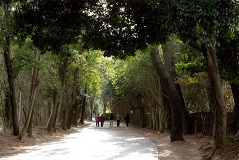 高師緑地の画像で、緑の木々の写真