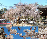 野依八幡社のシダレザクラ