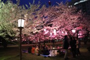 夜桜の写真