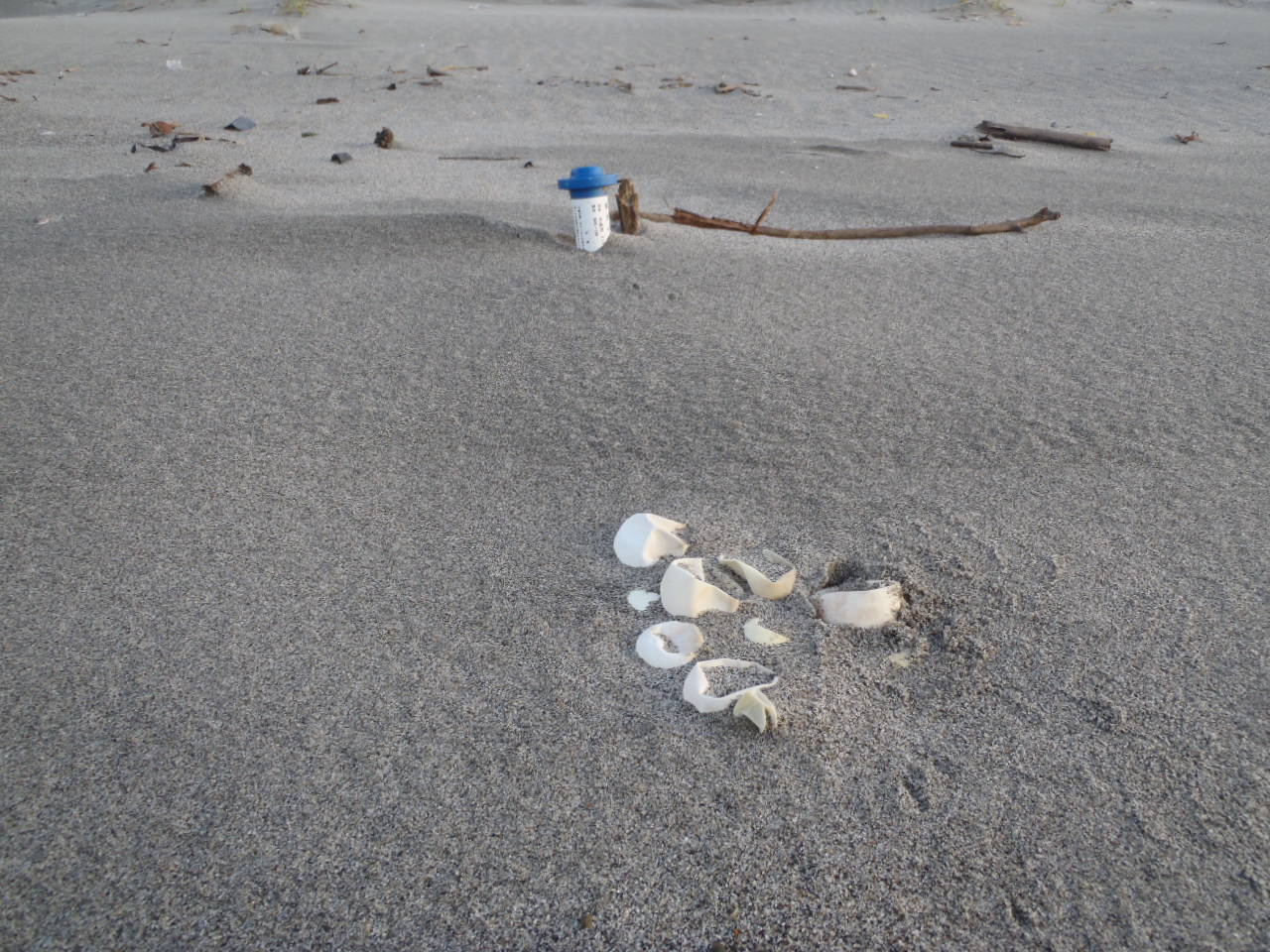 台風により砂ごとさらわれた産卵巣の一部