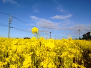 菜の花の写真