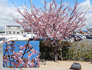 河津桜の写真