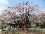 野依八幡社のシダレザクラ 