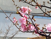 河津桜の写真