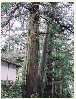 正宗寺のスギ