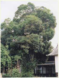 長谷寺のスダジイ