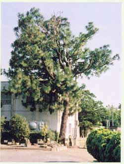 玉川小学校ダイオウショウ