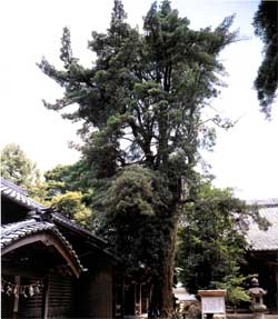 春日神社のイヌマキ