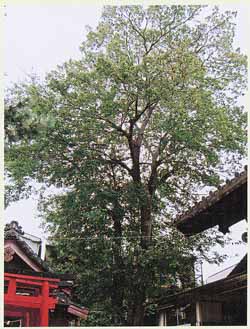 湊神明社のムクノキ