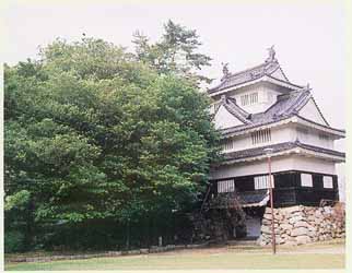 豊橋公園のイスノキ