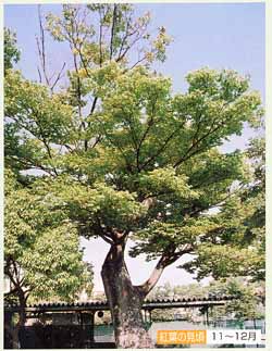 豊橋公園のケヤキ1