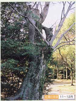 豊橋公園のケヤキ2