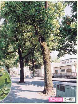 市役所前のユリノキ並木