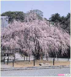 野依八幡社のシダレザクラ