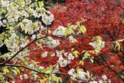 普門寺の紅葉・ヒマラヤザクラの写真