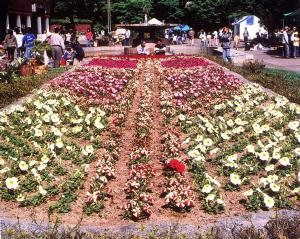 花壇の花