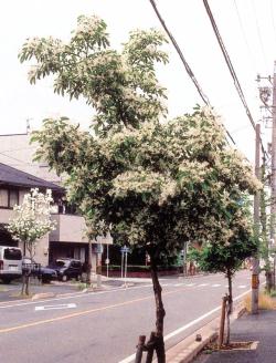 ヒトツバタゴ