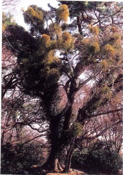 とよはし百花苑 91 ヤドリギ 豊橋市