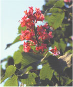 トチノキの花