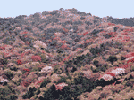 赤岩山緑地の写真