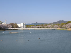 向山緑地の写真