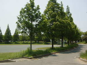 中山田池公園の写真