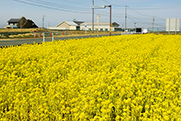 菜の花の写真