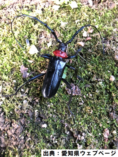 クビアカツヤカミキリ