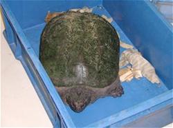 平成18年に捕獲したカミツキガメ（体長約３５ｃｍ）の様子
